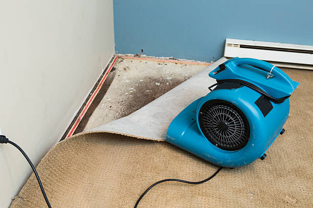 Best Professional water damage repair  in Sandia Heights, NM
